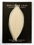 Rubber Tree Leaves - Natural