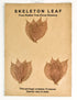 Rubber Tree Leaves - Copper