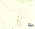 Nature Paper - Green Onion