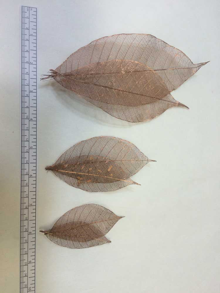 Rubber Tree Leaves - Gold