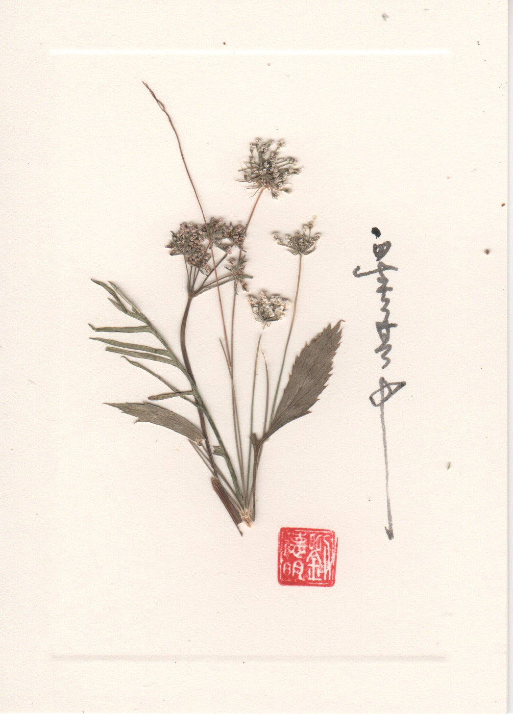 Cow Parsley Card