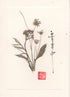 Cow Parsley Card