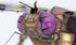 Metal Earth - Steampunk Dragonfly