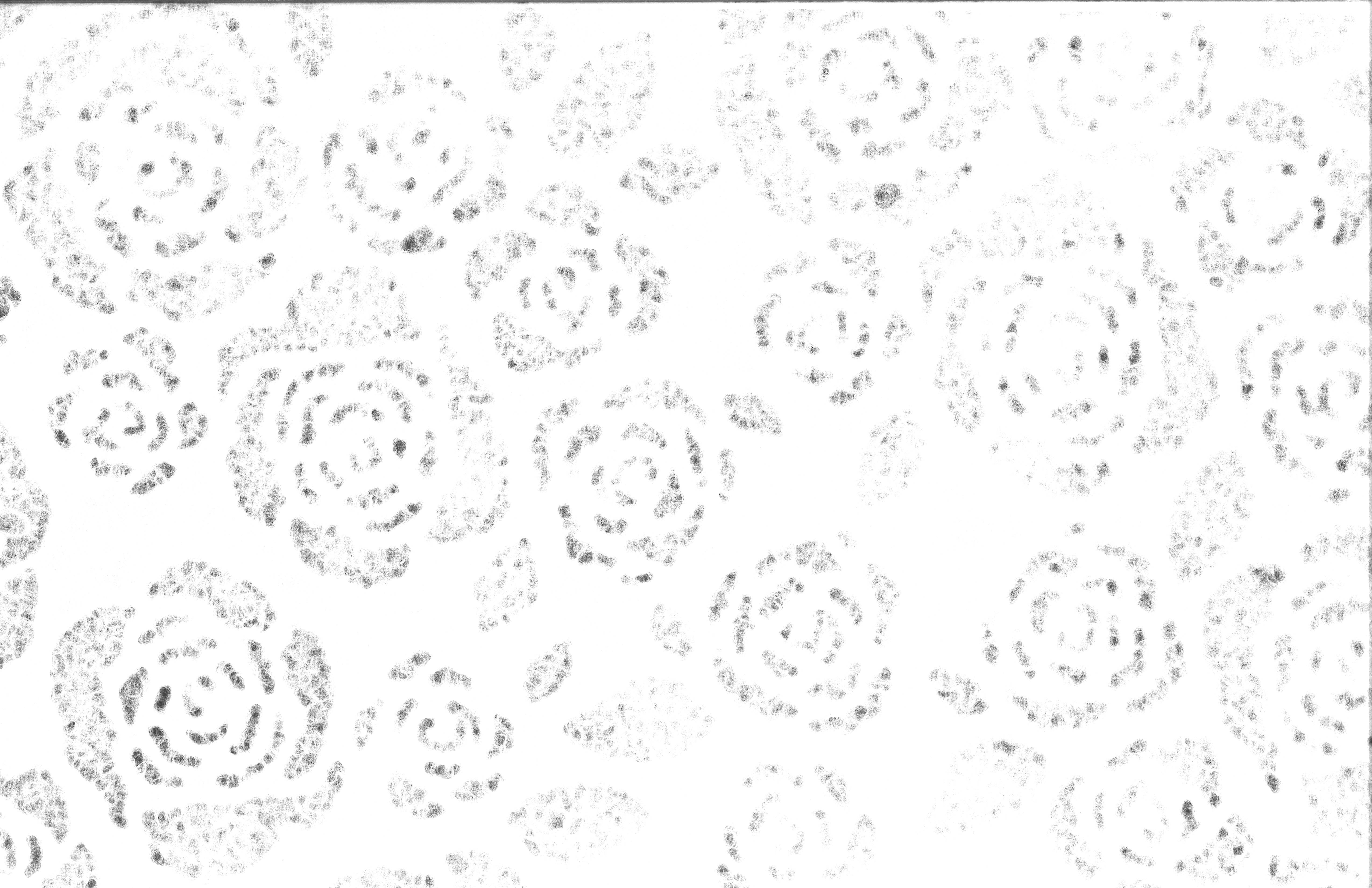 Lace Paper - Fairy Rose