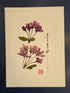 Pressed Cherry Blossoms Card