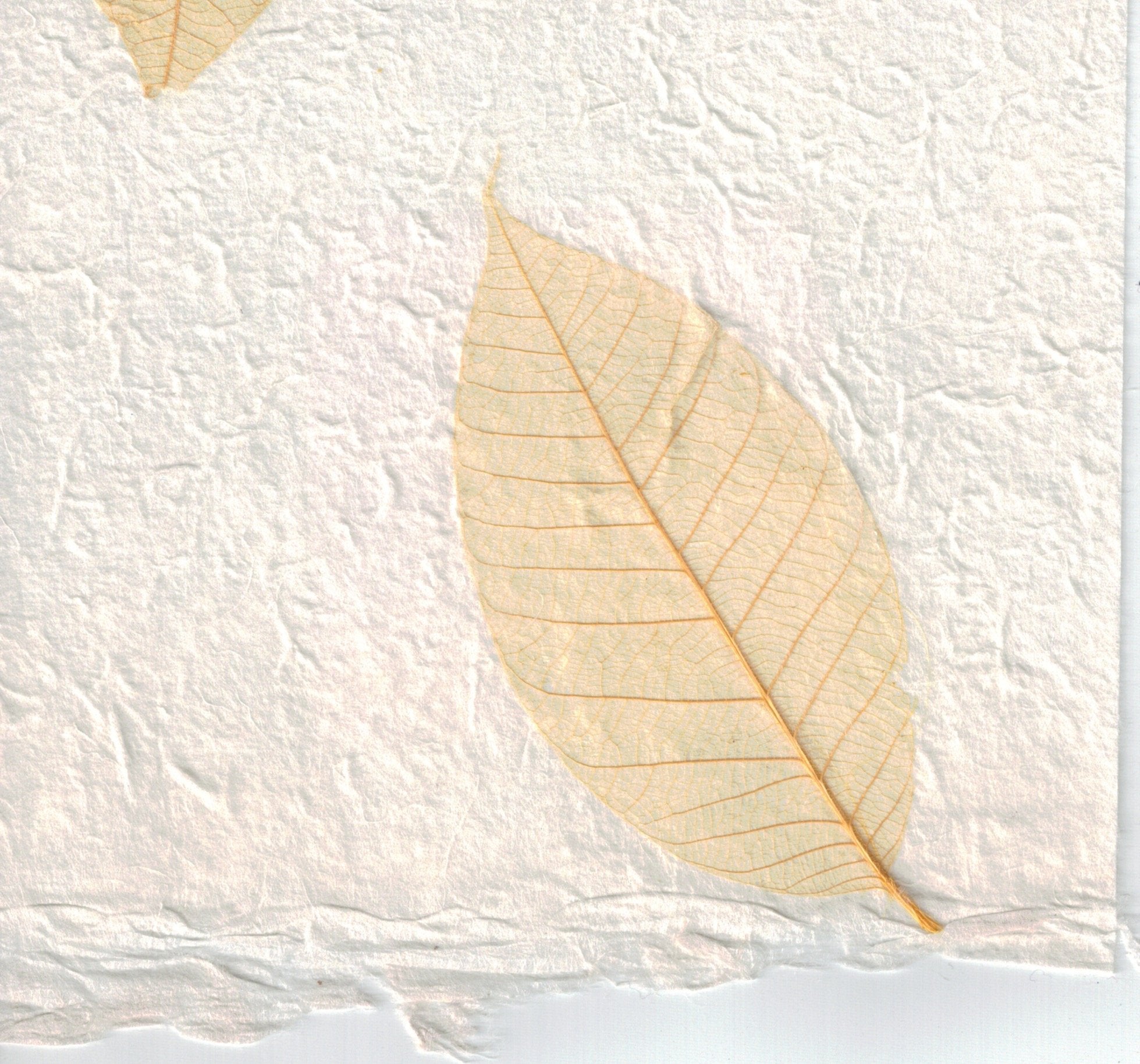Handmade Paper - Yellow Rubber Tree