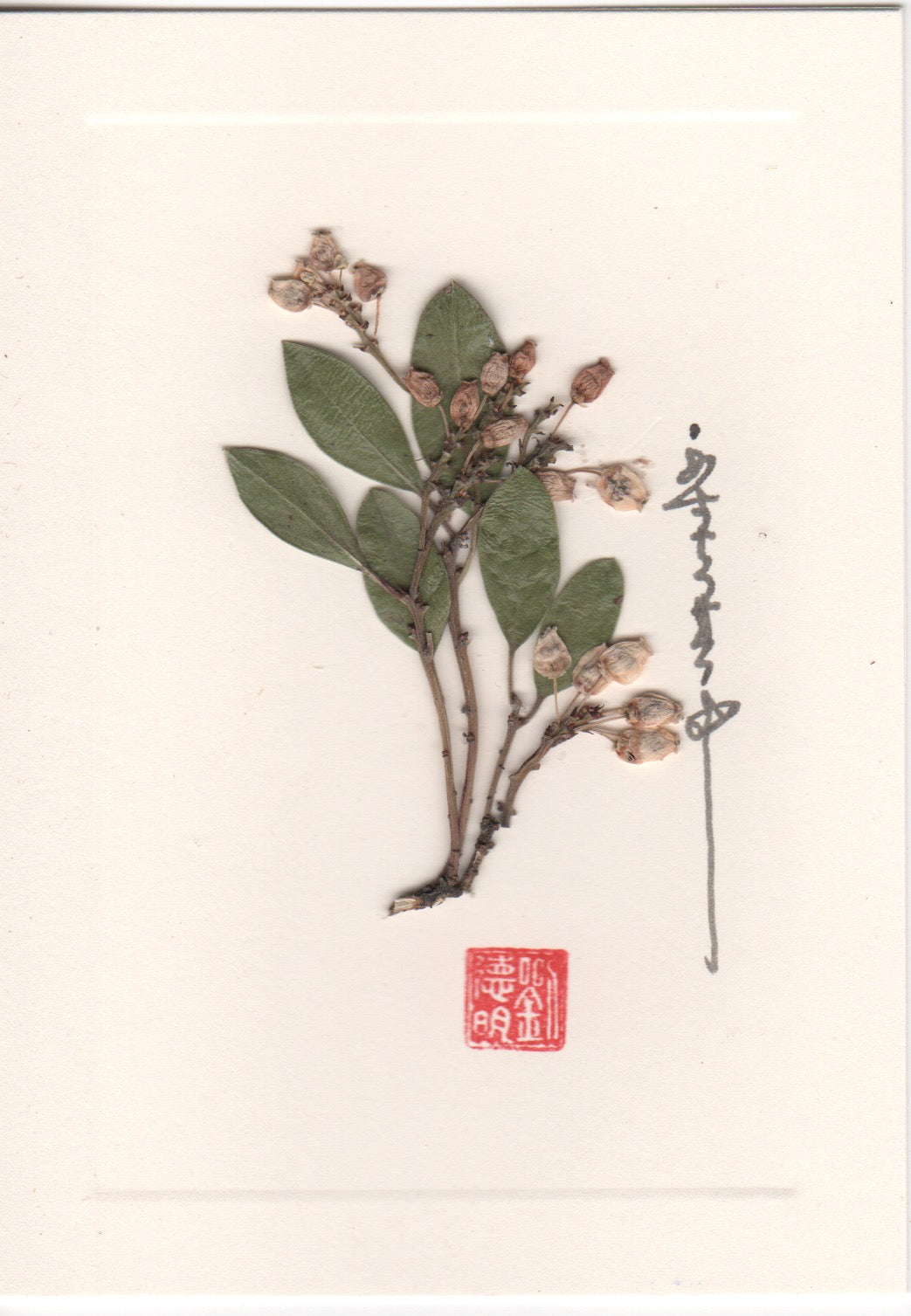 White Leaf Manzanita Card