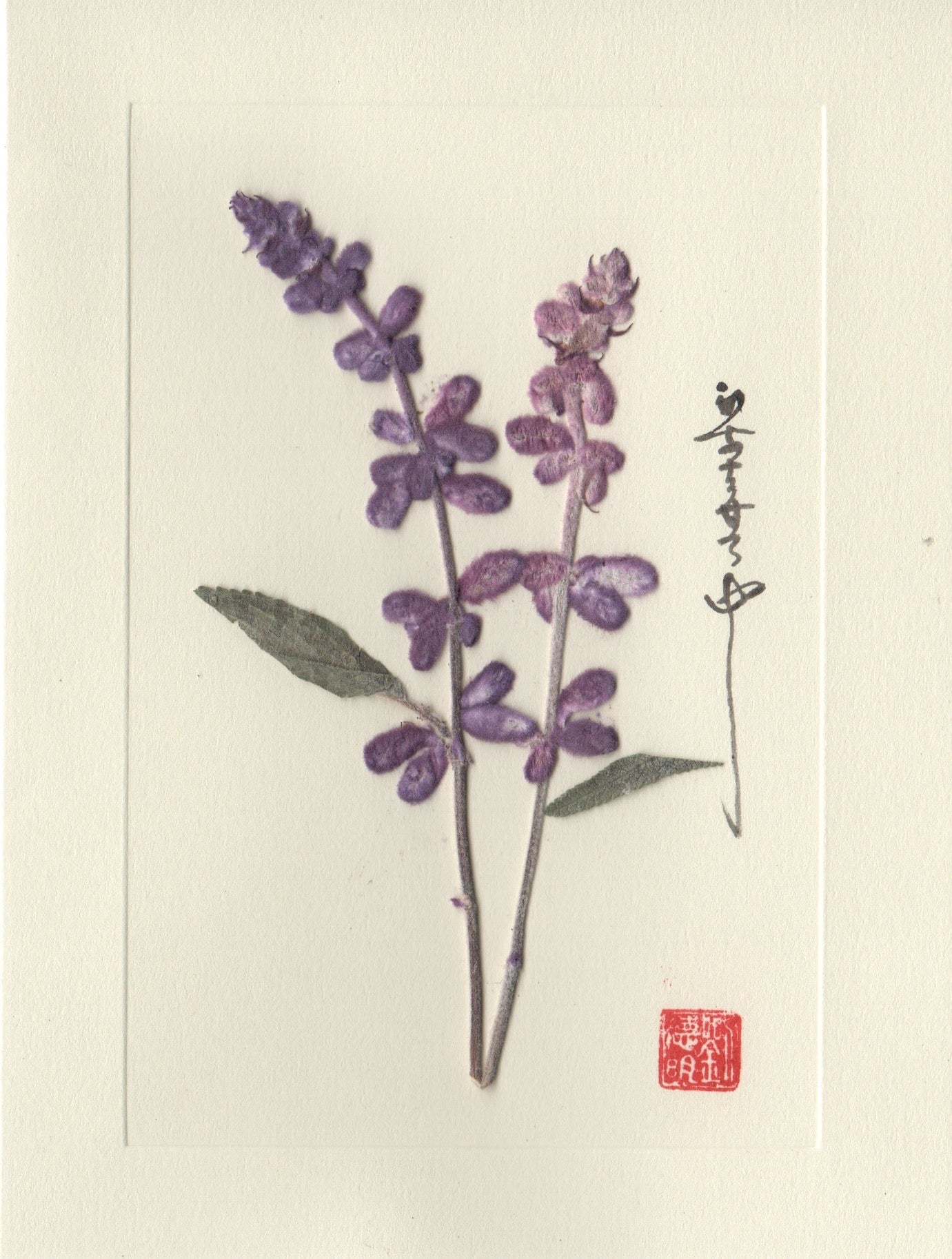 Hidcote Lavender Card