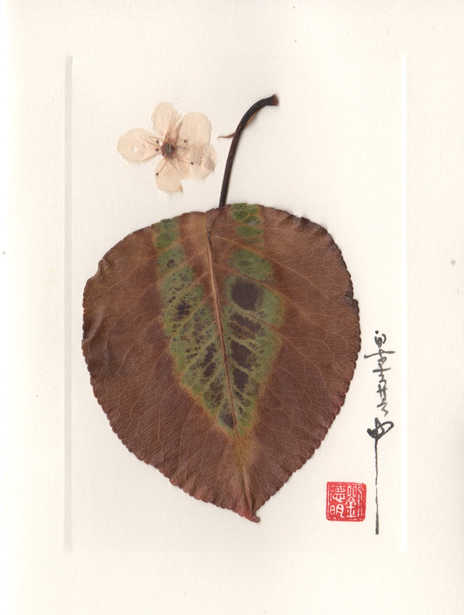 Smoke Tree Leaf with Alpine Pasque Flower Card