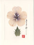 White Flax Flower Card